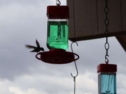 CasaDiaz Wild Life Photos